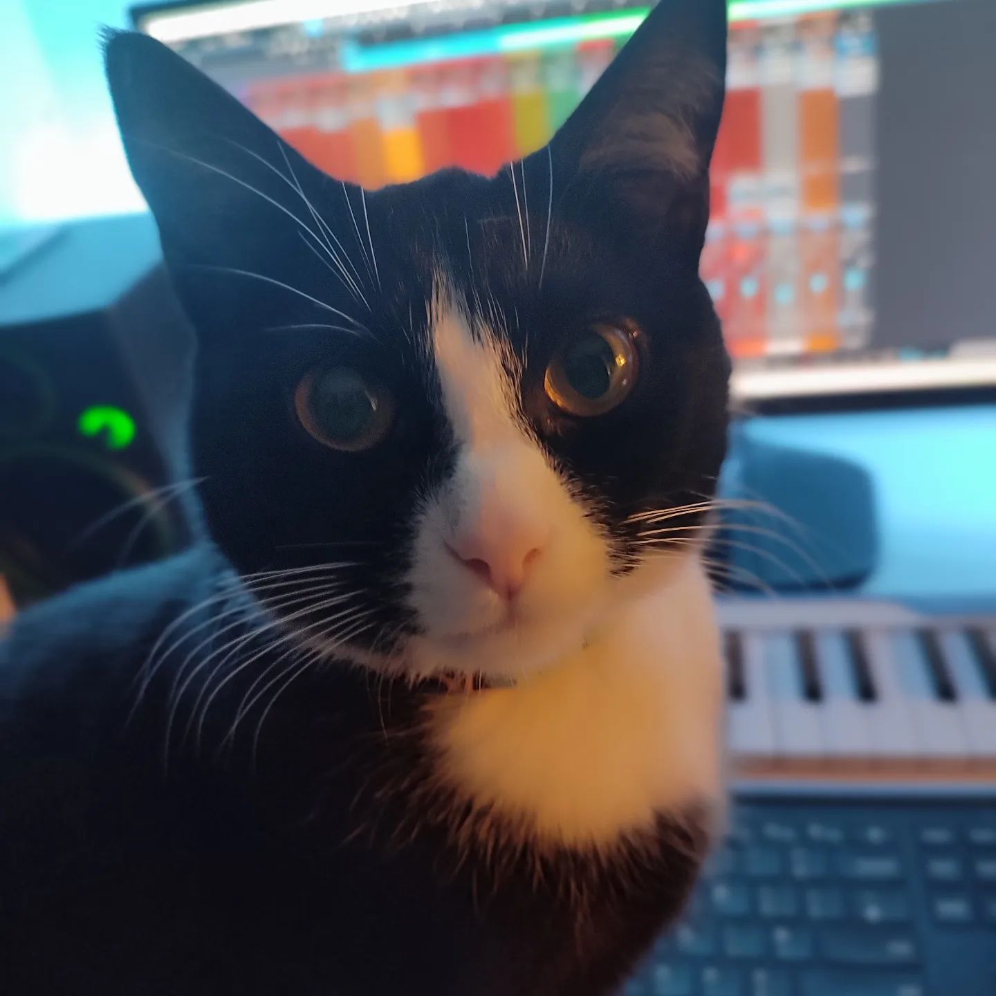 Introducing Lily. Assistant mixing engineer 🫡🎶🎵🎧 #cats #catsofinstagram  #catstagram #recordingstudio #indiemusic #diymusician #kittenengineer #catproducer #felinefriday
