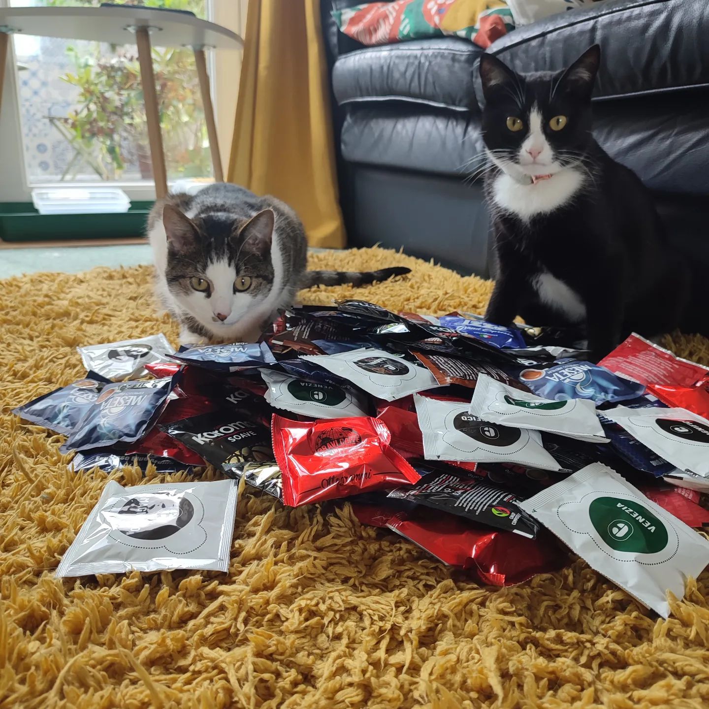 Three months supply of delicious Italian coffee pods and two curious cats...#catsofinstagram #catstagram #catsandcoffee